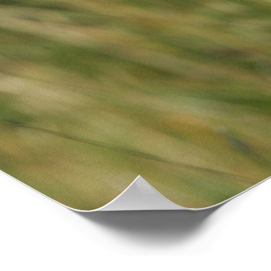 Boxer Dog Staring bij camera Poster (Hoek)