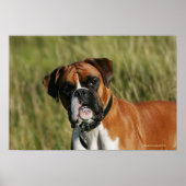 Boxer Dog Staring bij camera Poster (Voorkant)