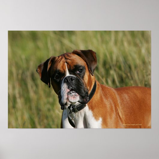 Boxer Dog Staring bij camera Poster (Voorkant)