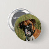 Boxer Dog Staring bij camera Ronde Button 5,7 Cm (Voorkant /achterkant)