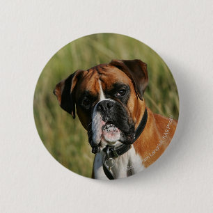 Boxer Dog Staring bij camera Ronde Button 5,7 Cm