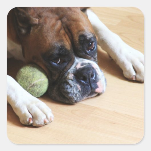 Boxer Dog Stickers (Voorkant)