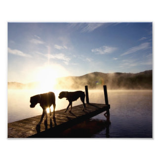Boxer Dogs op Foggy Dock Foto Afdruk