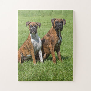 Boxer dogs portret legpuzzel