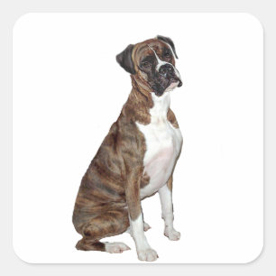 Boxer - gestreept (natuurlijke oren) vierkante sticker
