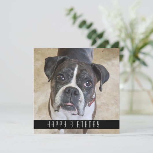 Boxer Happy Birthday uit Dog Birthday Card Aankondiging (Staand voorkant)