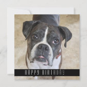 Boxer Happy Birthday uit Dog Birthday Card Aankondiging (Voorkant)