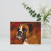 Boxer-hond Briefkaart (Staand voorkant)
