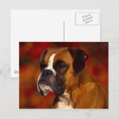 Boxer-hond Briefkaart (Voorkant / Achterkant)