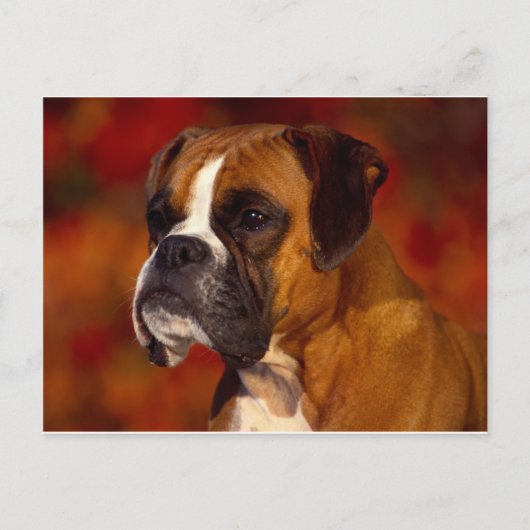 Boxer-hond Briefkaart (Voorkant)