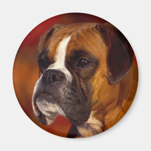 Boxer-hond Magneet (Voorkant)