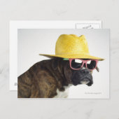 Boxer hond met pet en glazen briefkaart (Voorkant / Achterkant)