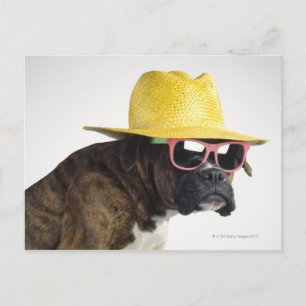 Boxer hond met pet en glazen briefkaart