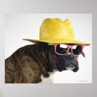 Boxer hond met pet en glazen