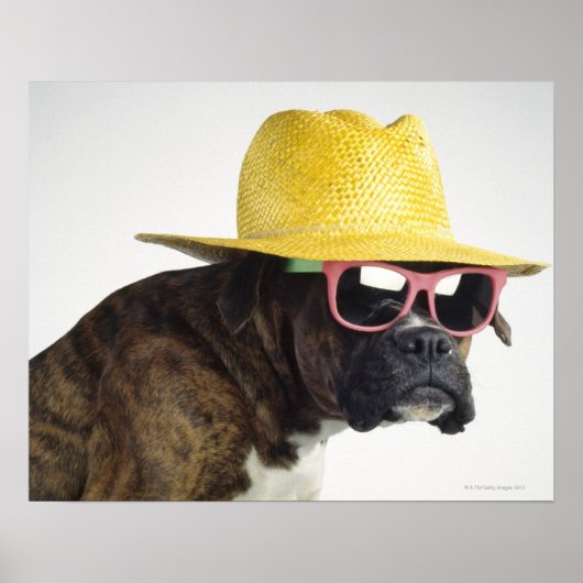Boxer hond met pet en glazen poster (Voorkant)