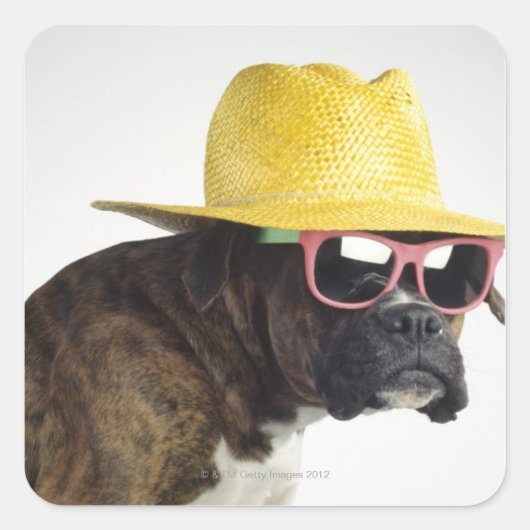 Boxer hond met pet en glazen vierkante sticker (Voorkant)