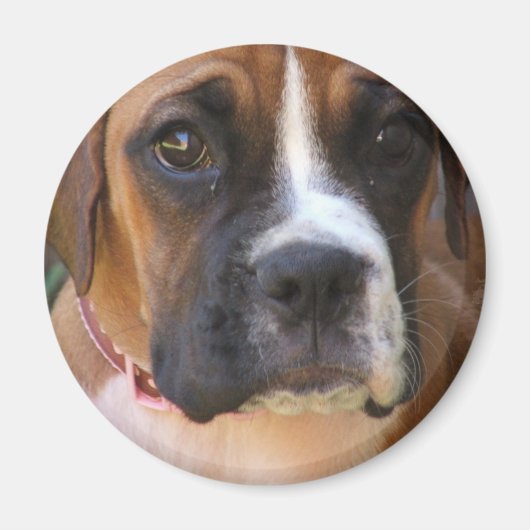 Boxer hond ontwerp magneet (Voorkant)