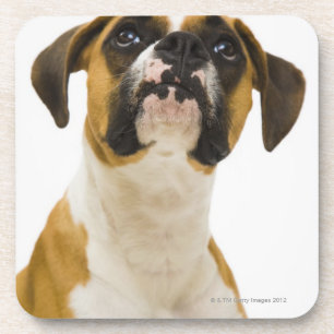 Boxer-hond op drankjes onderzetter