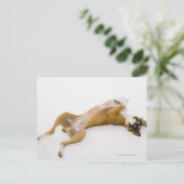 Boxer hond op haar rug op de vloer briefkaart (Staand voorkant)