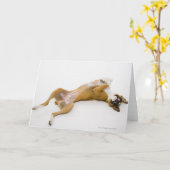 Boxer hond op haar rug op de vloer kaart (Gele Bloem)
