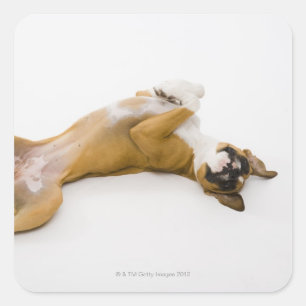 Boxer hond op haar rug op de vloer vierkante sticker