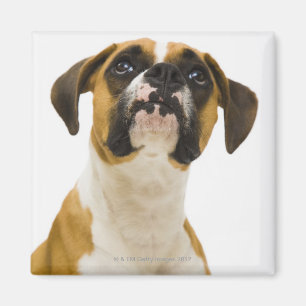 Boxer-hond op magneet
