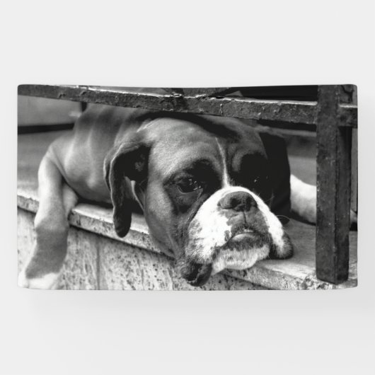 Boxer hond op vensterbank BNRCN Spandoek (Horizontaal)