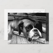 Boxer hond op vensterbank pca briefkaart (Voorkant / Achterkant)