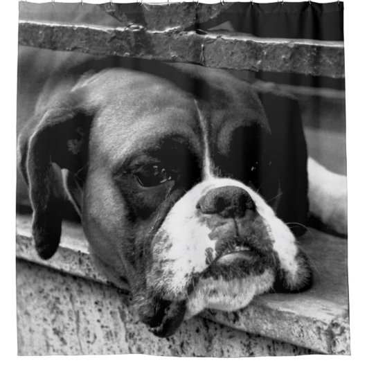 Boxer hond op vensterbank sccna douchegordijn (Voorkant)