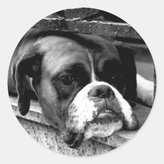 Boxer hond op vensterbank stcnm ronde sticker (Voorkant)