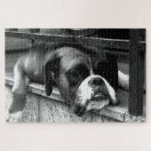Boxer Hond op Windowsill 20x30 1014pc jpcnm Legpuzzel (Horizontaal)