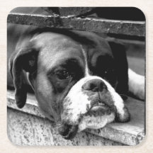 Boxer Hond Op Windowsill Coastercnm