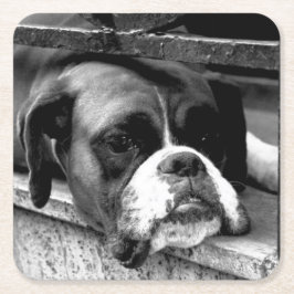 Boxer Hond Op Windowsill Coastercnm Kartonnen Onderzetters