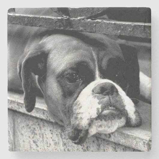 Boxer Hond Op Windowsill Coastercnm Stenen Onderzetter (Voorkant)