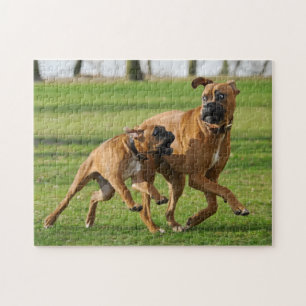Boxer-honden rennen een grappige race legpuzzel
