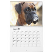 Boxer Hondenkalender Kalender (Feb 2027)