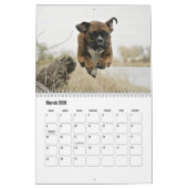 Boxer Hondenkalender Kalender (Mar 2026)