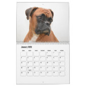 Boxer Hondenkalender Kalender (Jan 2026)