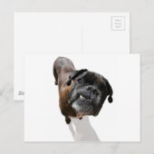 Boxer-Hondenras Briefkaart (Voorkant / Achterkant)
