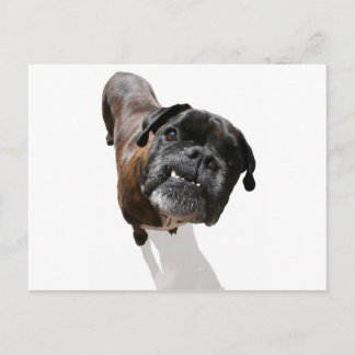Boxer-Hondenras Briefkaart