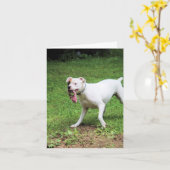 Boxer Kaart (Gele Bloem)