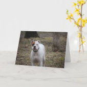 Boxer Kaart (Gele Bloem)