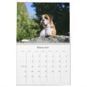 Boxer Kalender (Mar 2027)