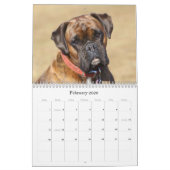 Boxer Kalender (Feb 2026)