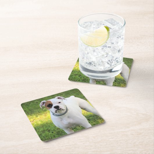 Boxer Kartonnen Onderzetters (Insitu)