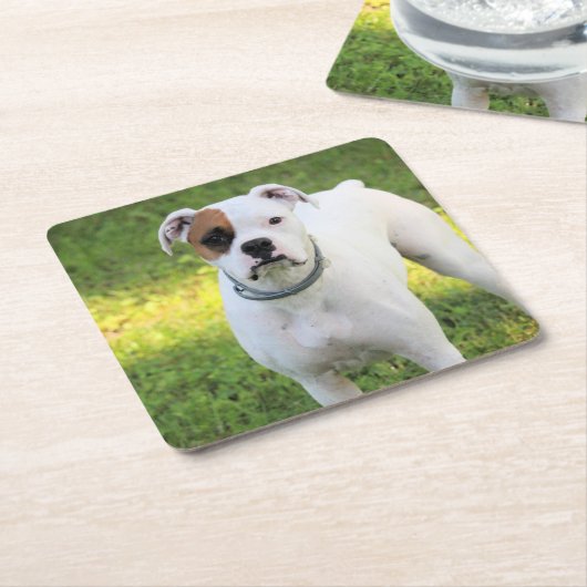 Boxer Kartonnen Onderzetters (Schuin)