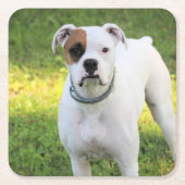 Boxer Kartonnen Onderzetters (Voorkant)