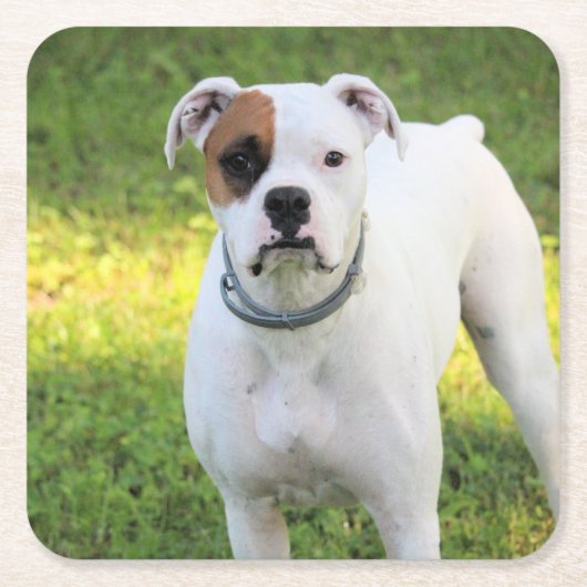 Boxer Kartonnen Onderzetters (Voorkant)