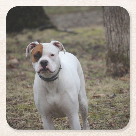 Boxer Kartonnen Onderzetters (Voorkant)