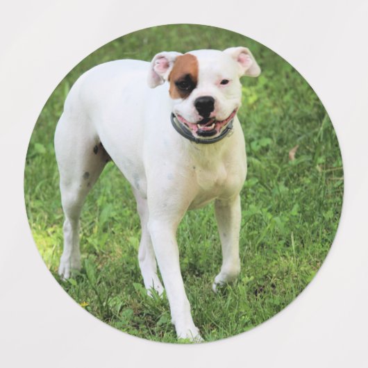 Boxer Labels (Design 1)